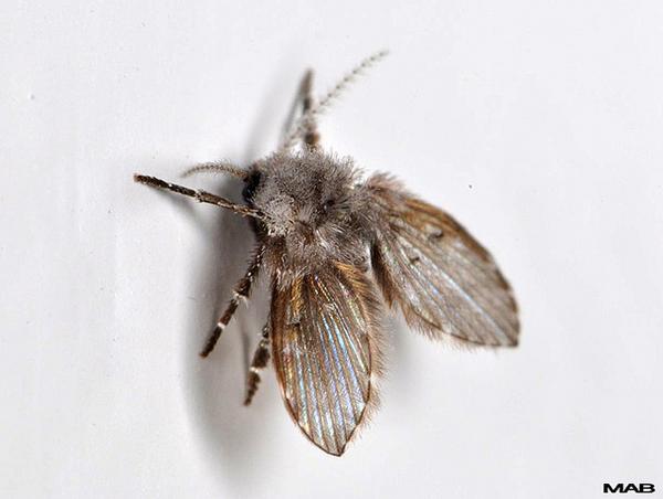 Drain fly adult