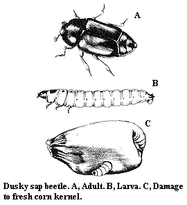 Dusky sap beetle. A. Adult. B. Larva. C. Damage to fresh corn ke