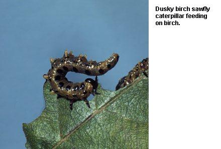 Figure 5. Dusky birch sawfly caterpillar feeding on birch.