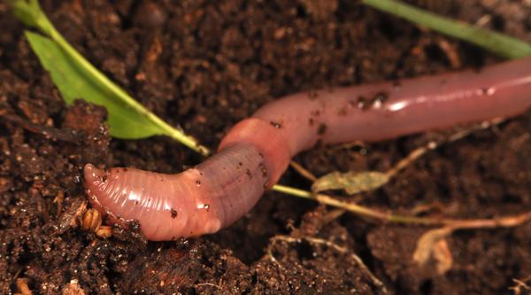 Thumbnail image for Earthworms in Turf