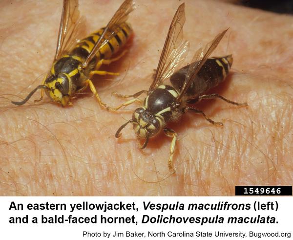 Hymenoptera-Vespidae-Vespula pensylvanica-Western Yellowjacket QUEEN (B) -  Urban Programs - El Paso County