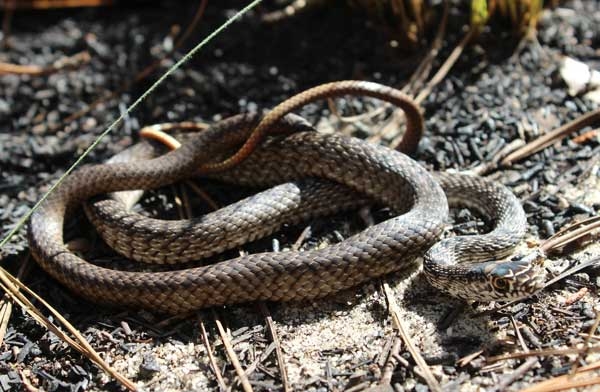 Coiled dark brown snake with smooth scales and a braided pattern resembling a whip.