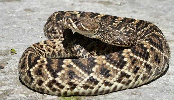 Coiled brown snake with a heavy body, rough scales, and diamond-shaped blotches lined with yellow and black bars lined with yellow extending from the eye.