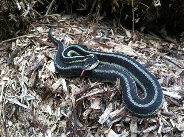 Dark greenish-blue snake with rough scales, a light stripe down the middle of the back and two stripes along the sides.