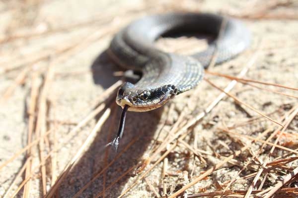 Mottled brownish snake with rough scales, flattened neck, upturned snout, and extended tongue.