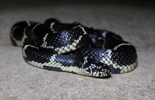 Coiled snake with smooth, black, shiny scales and a white chainlike pattern.