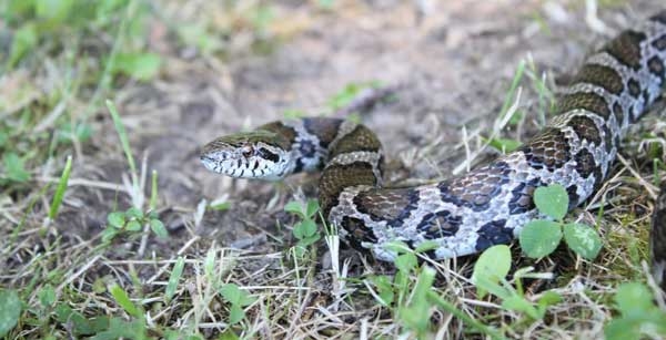 Smooth tan snake with large dark brown blotches lined with black along the back and smaller blotches along the sides.