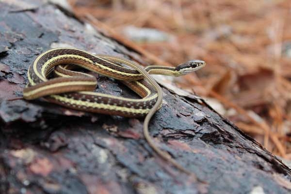 Dark brown snake with rough scales, and three yellow stripes along the length of the body and a white stripe in front of the eye.