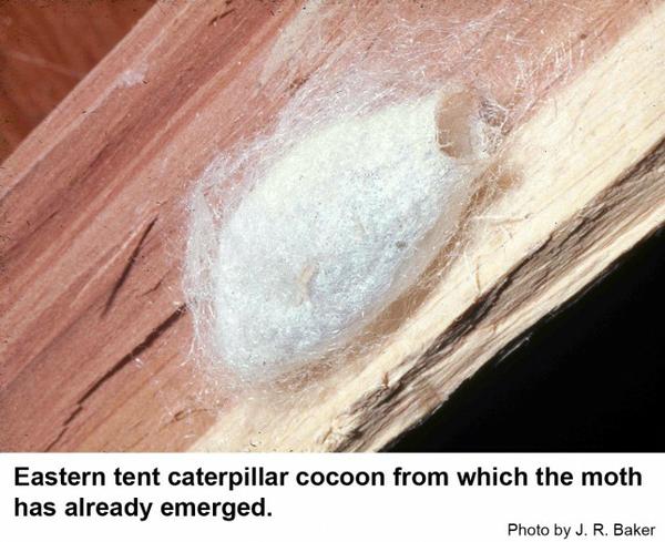 Eastern tent caterpillar cocoons are found in dry, sheltered pla