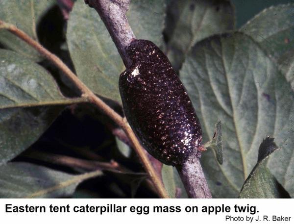 Eastern tent caterpillar egg masses are fastened to host twigs.