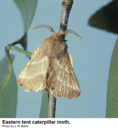Eastern tent caterpillar moths are brown with pale stripes on ea