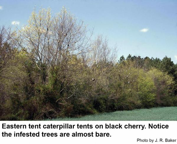 Black cherry trees infested in early spring.