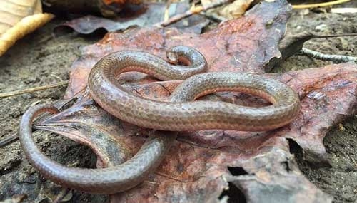 Small glossy brownish snake with smooth scales.