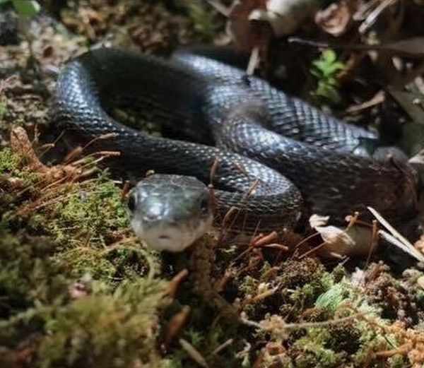 Black snake with rough scales, a flattish head, and smaller eyes.