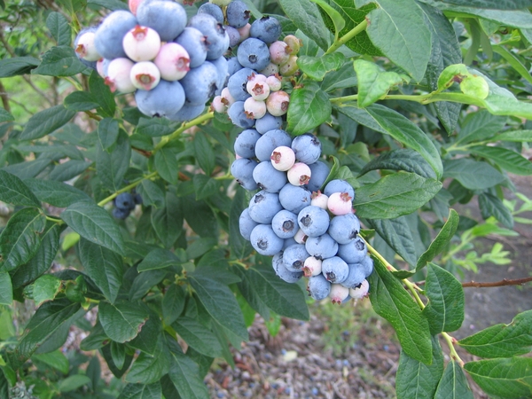 Blueberry fruit cv echota