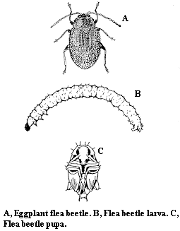 A. Eggplant flea beetle. B. Flea beetle larva. C. Flea beetle pu