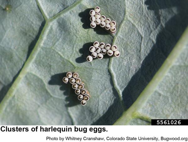 Photo of harlequin bug eggs on underside of leaf
