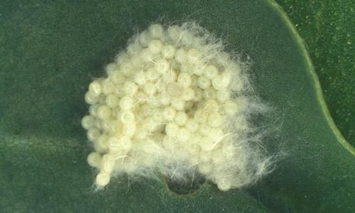 Fall armyworm egg mass on a leaf