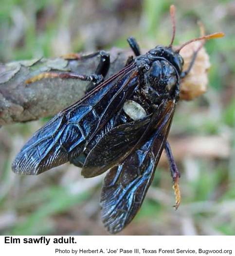 Elm sawflies are about an inch long.