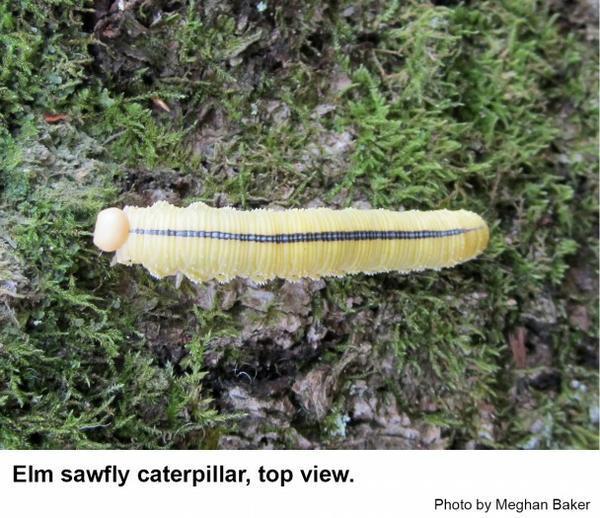 Elm sawfly caterpillars have a blue line down the back.