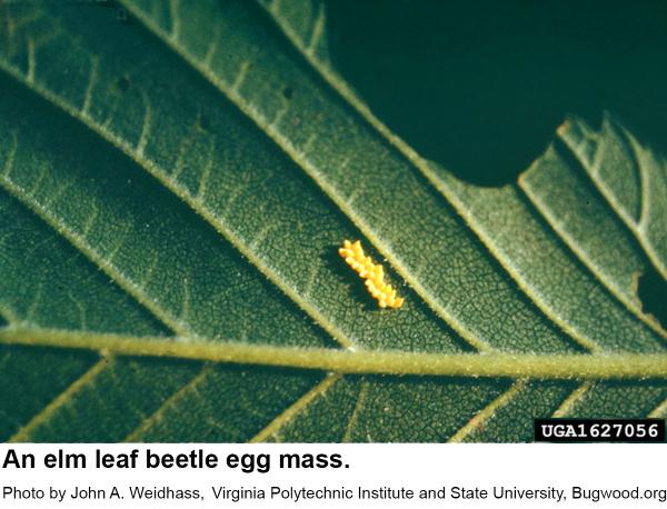 Female elm leaf beetles usually lay their eggs