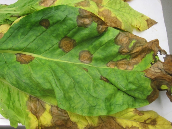 Erwinia leaf spot