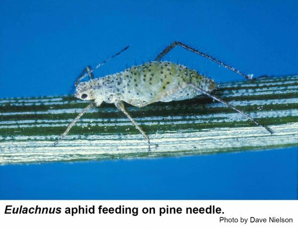 Eulachnus aphids feed on pine needles.