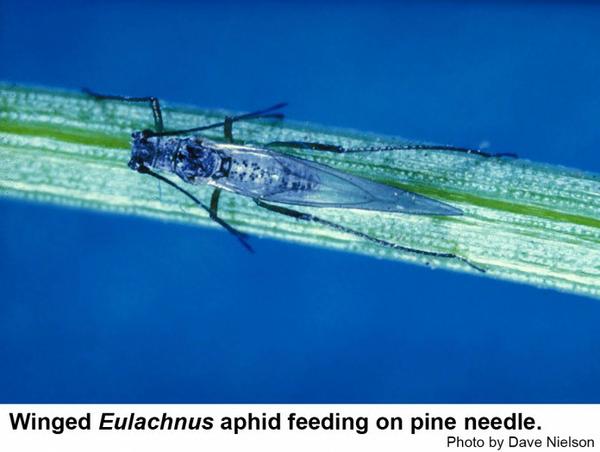 Winged Eulachnus aphidfeeding on pine needle