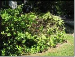 Figure 1. Euonymus bush infested with euonymus scale.