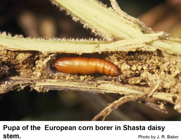 European corn borers pupate inside the host plant stem.