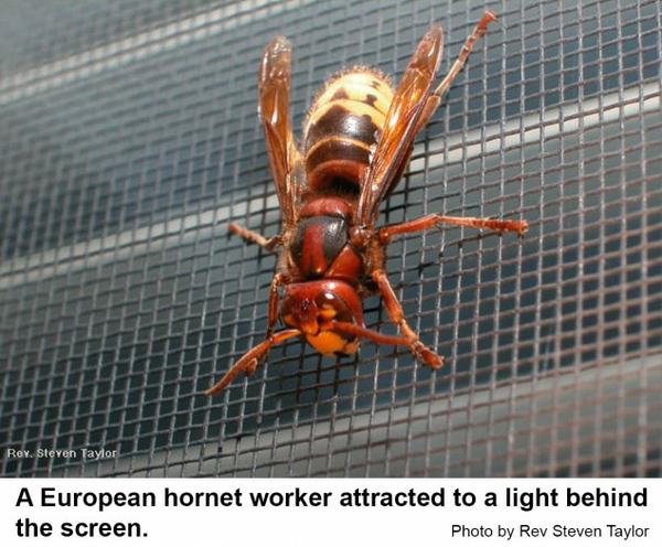 European hornets are often attracted to lights.