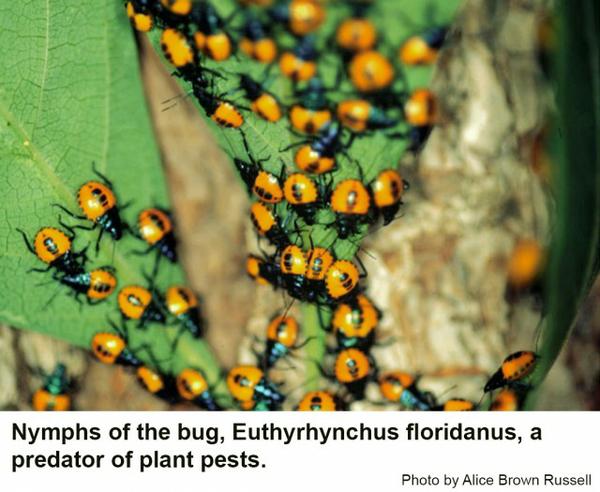 Euthyrhynchus floridanus nymphs.