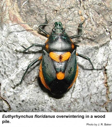 Euthyrhynchus floridanus adullt bug.