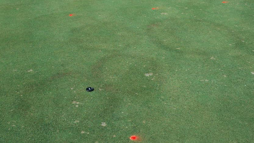 Fairy ring stand symptoms