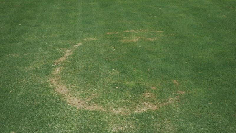 Fairy ring stand symptoms