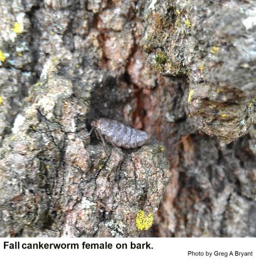 Female fall cankerworm moth on bark.