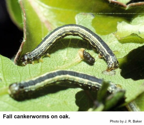 Fall cankerworms feeding on oak leaves.