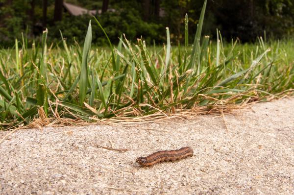 Fall armyworm larva crawling along the ground in front of grass