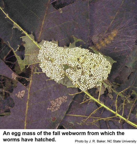 Fall webworm moths lay hundreds of eggs.