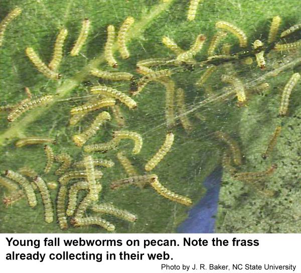 young fall webworms