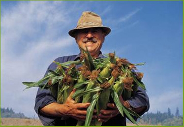Farmer holding armfuls of harvested corn