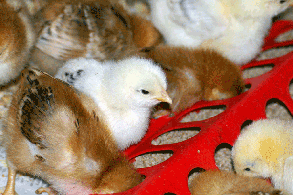 Chicks feeding from a red feeding trough