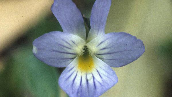 Thumbnail image for Field Pansy