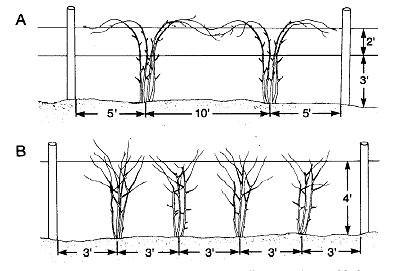 (A) Train trailing plants to a two-wire trellis. (B) Train erect