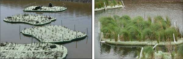 At left, four deployed floating islands being planted. Two people shown installing plants on one of the mats. At right, planted mat surrounding by fencing staked with PVC pipes.