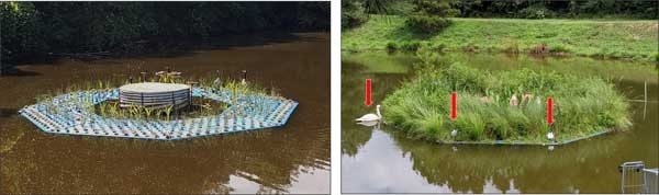 At left, connected mats encircling pond outlet, with geese feeding on new plants. At right, “after” picture with lush growth. Red arrows point to swan decoy and pinwheels.