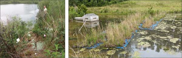 At left, overgrown mats rooted to pond shoreline. At right, planted linear mats near pond outlet.