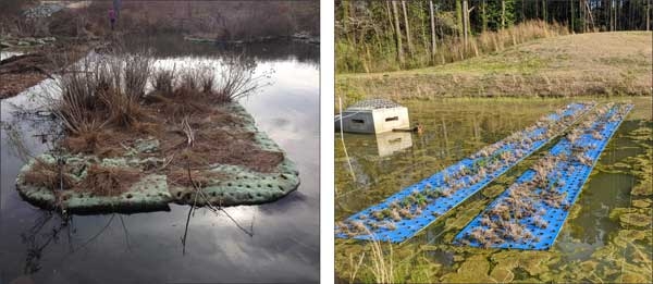 Two examples of floating mats with dead plants and bare planting holes.