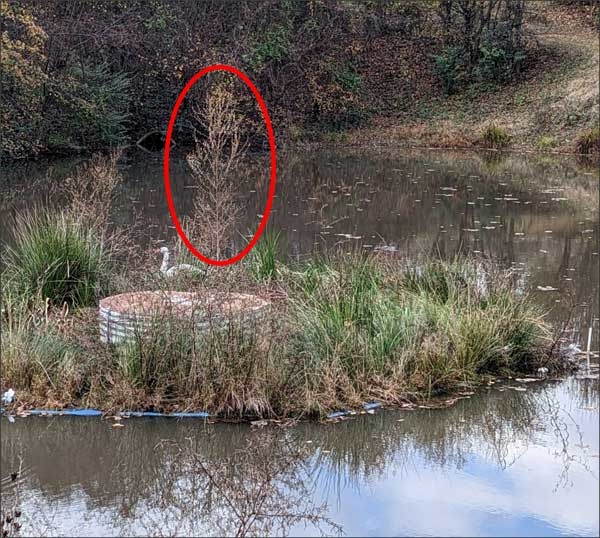 Small tree among plants in floating mat. Red circle in image indicates tree.