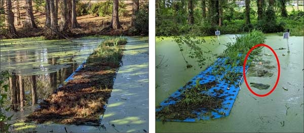 Two photos of floating linear mats with accumulated detritus. Photo at right has red circle indicating debris in water next to mat.